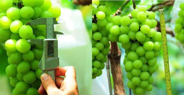 ���C(j��)���������Y���r(n��ng)���T�����ѹܼҞ��九(ji��)�s����(w��)�M(f��i)��15�f