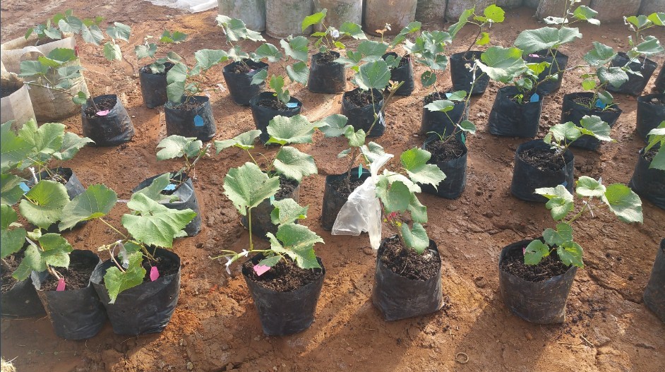 �����a�I(y��)��ؚʾ���������ǻ��r�I(y��)�˜ʻ����a