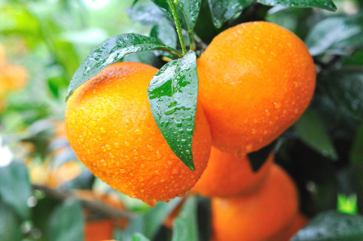 �V���ָ������ǻ��r(n��ng)�I(y��)��������(x��)Ʒ��