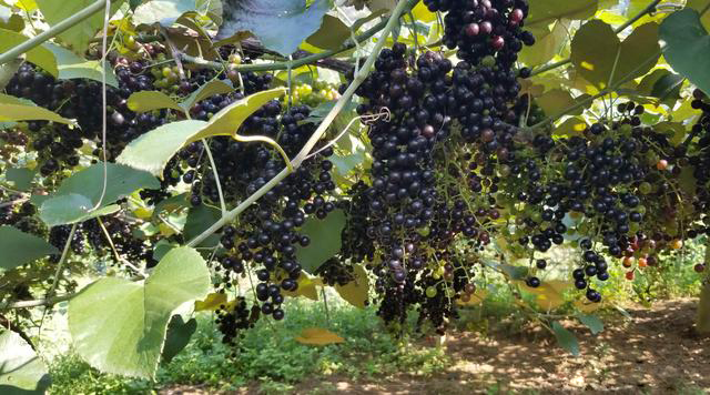 �V�����������r(n��ng)�a(ch��n)Ʒ��Դ���_�N��ͨ·��Ұ��ɽ�����߳���ɽ