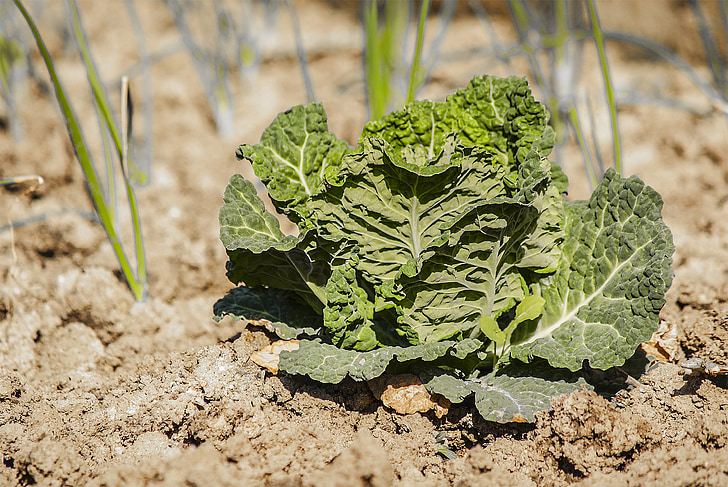 ������l(xi��ng)�R�݇������a(ch��n)�������_չ�˜ʻ��Nֲ