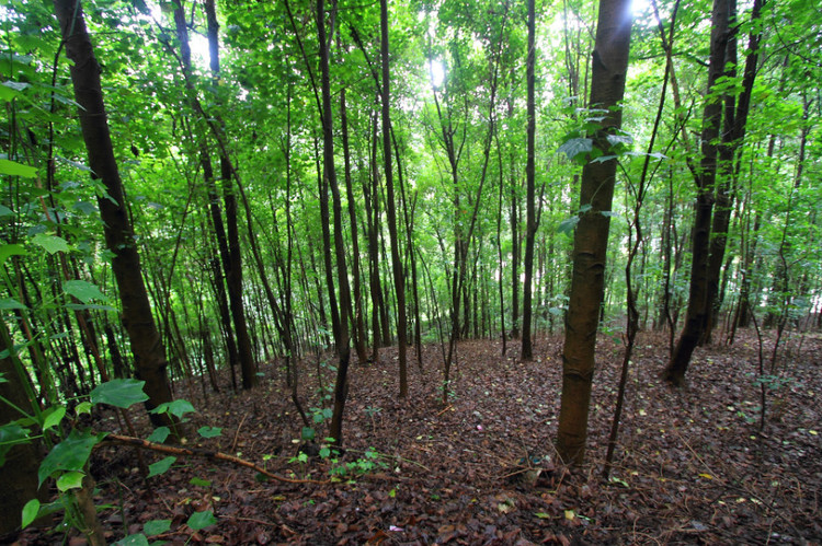 �V���������T(m��n)��ɭ�ֹ��@�����ǻ��r(n��ng)�I(y��)���g(sh��)������ɭ�ֻ��(z��i)��������