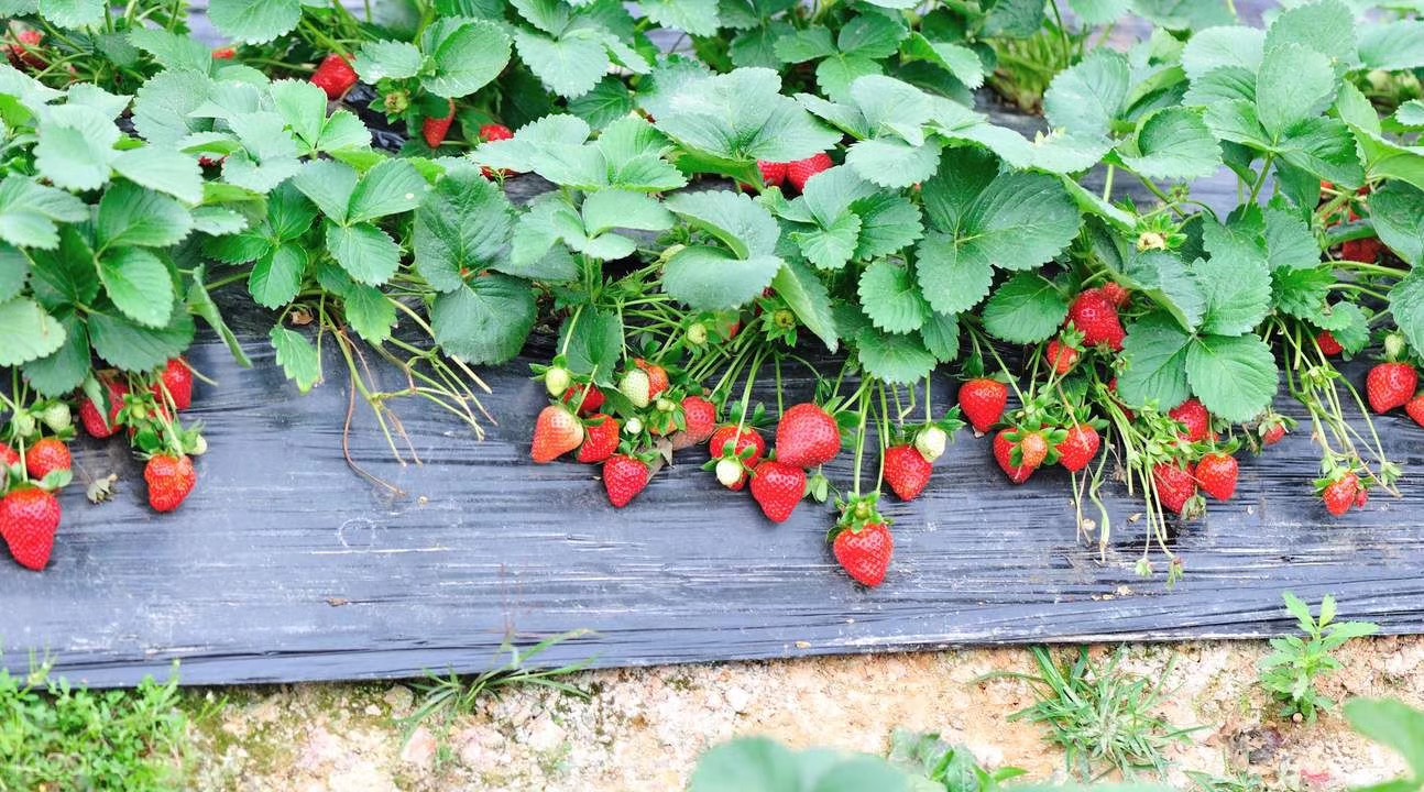 ����ʹ��ݮ���ֵ�c��������ı������ǈԶ����ƵĘ�(bi��o)��(zh��n)������