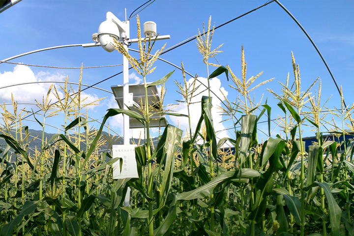 ��΢��ˮ�����ס����H��ζ�ٵĄ�(chu��ng)�£����ǘ�(bi��o)��(zh��n)�Nֲ����������