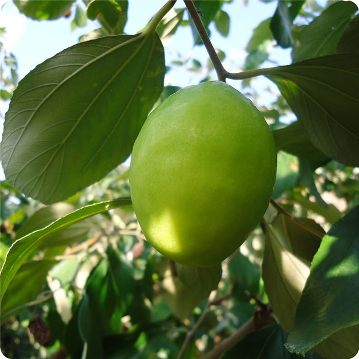 �@���B(y��ng)����ȫ�h����ġ�Ԫ�\���������������Ϙ˜ʻ��D���¸�֮·